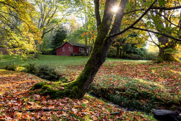 trees and a stream in the foreground of photo of Fisk Family Park in Kirkland